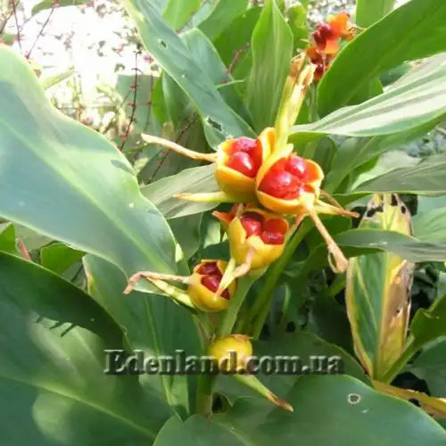 Зображення Гедіхіум колосистий - Hedychium spicatum