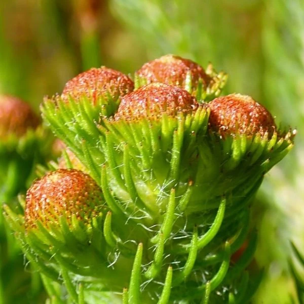 Изображение Берцелия Галпина - Berzelia galpinii