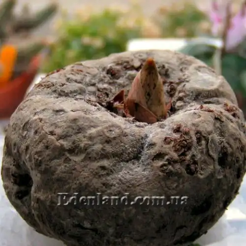 Зображення бульба