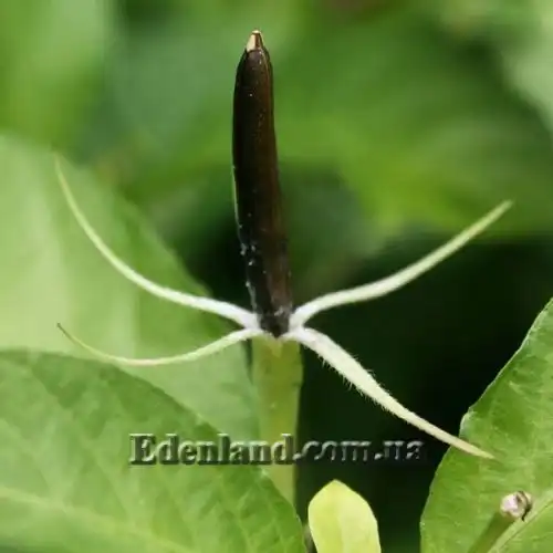 Изображение семенная коробочка