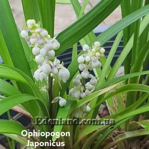 Изображение Офиопогон японский - Ophiopogon japonicus