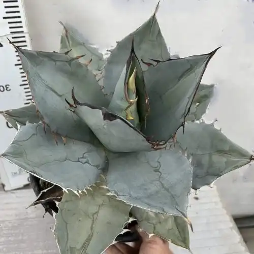 Изображение взрослое растение