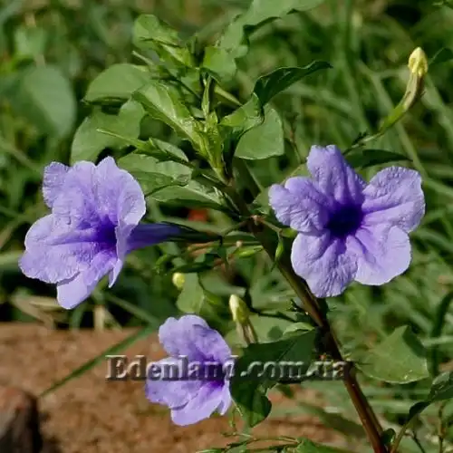 Изображение Руэллия клубненосная - Ruellia tuberosa