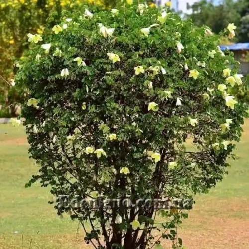 Изображение Баухиния войлочная - Bauhinia tomentosa