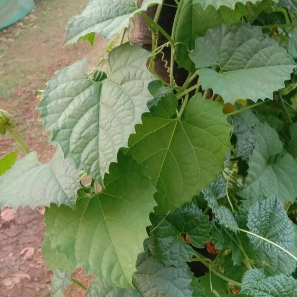 Зображення Момордика дводомна - Momordica dioica  