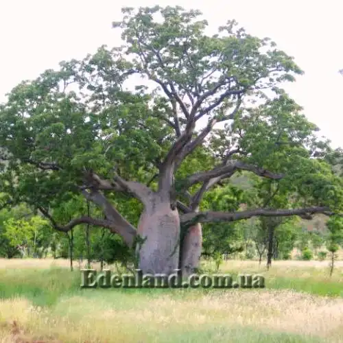 Зображення доросла рослина