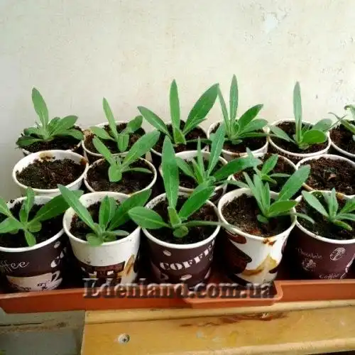 Изображение сеянцы