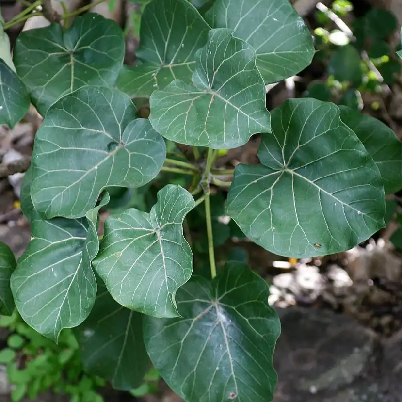 Зображення листя