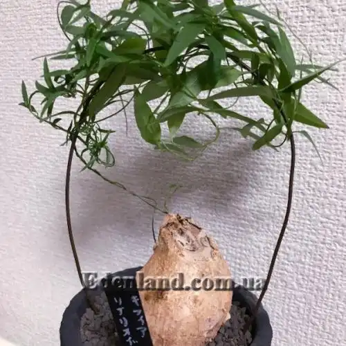 Изображение Цифия льнянковидная - Cyphia linarioides