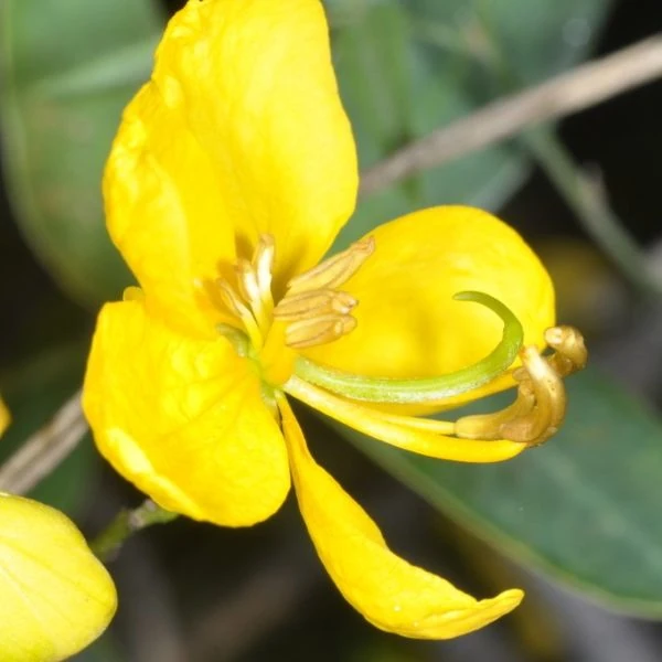 Изображение Сенна щитковидная - Senna corymbosa 