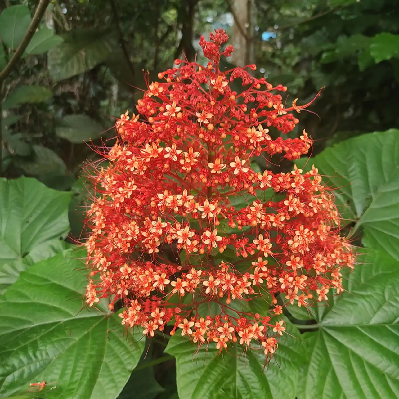 Изображение соцветие