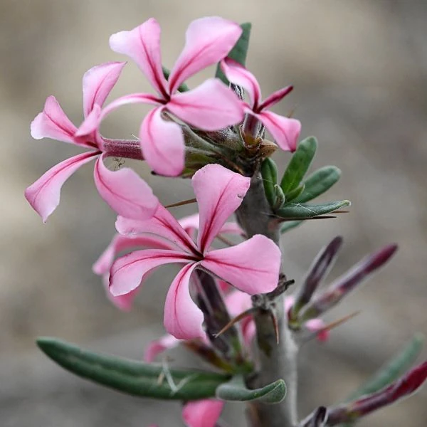 Зображення Пахіподіум сукулентний  - Pachypodium succulentum 