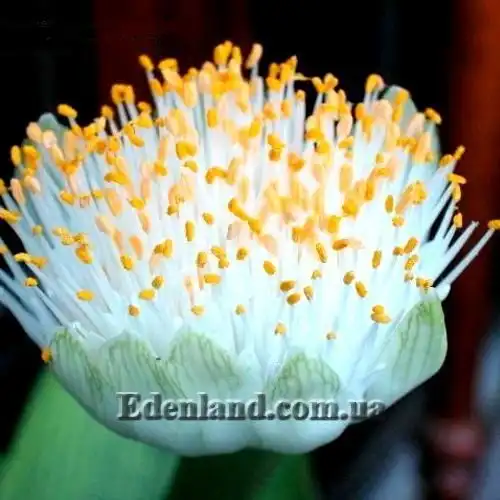 Гемантус белоцветковый(детка) - Haemanthus albiflos