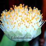 Изображение Гемантус белоцветковый(детка) - Haemanthus albiflos