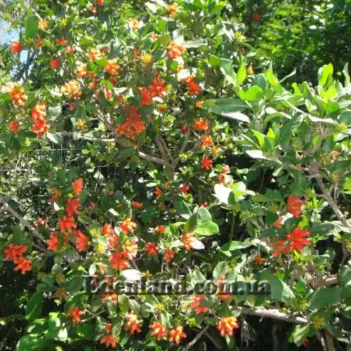 Зображення Бурчелія Бубаліна - Burchellia bubalina