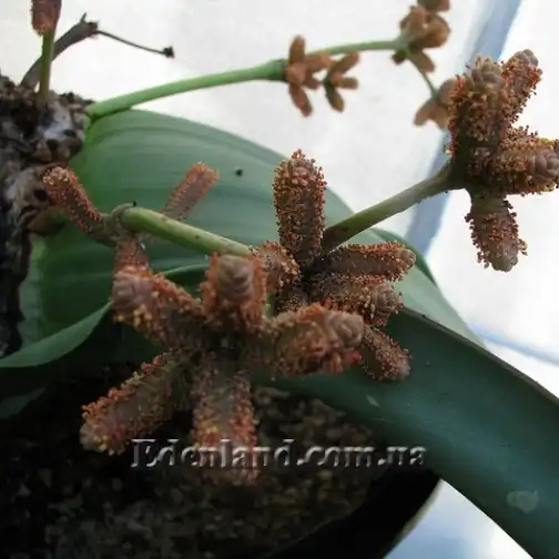 Изображение цветение мужского растения