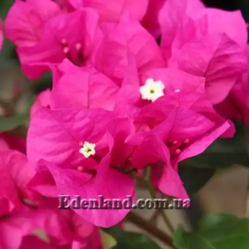 Изображение Бугенвиллия сорт Vera Deep Purple - Bougainvillea