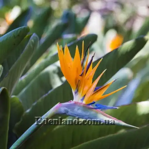 Изображение Стрелиция Королевская - Strelitzia reginae