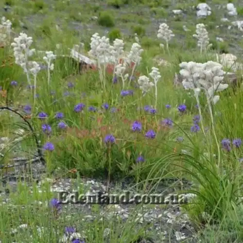Изображение Ланария мохнатая - Lanaria lanata