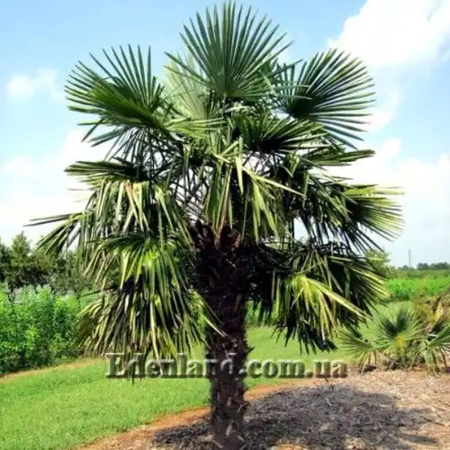 Изображение Трахикарпус Форчуна - Trachycarpus fortunei