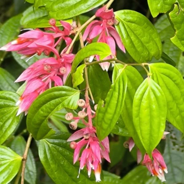 Кавендішія кереме  - Cavendishia quereme 