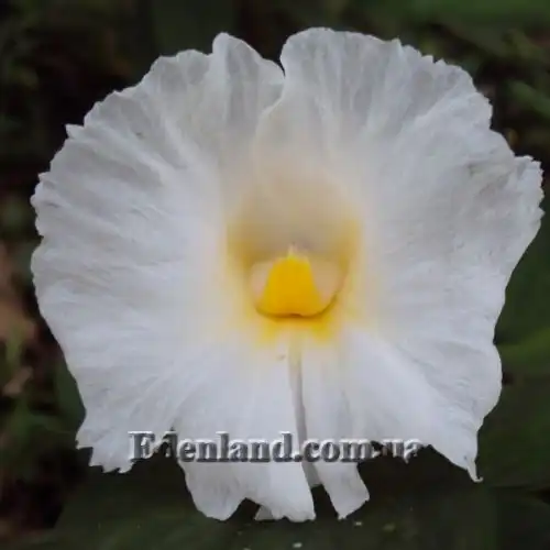 Изображение Гелления прекрасная - Hellenia speciosa