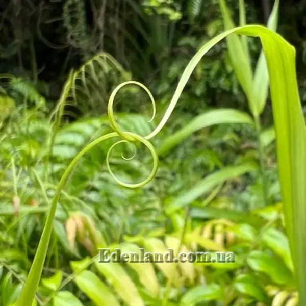 Зображення Флагелларія індійська - Flagellaria indica