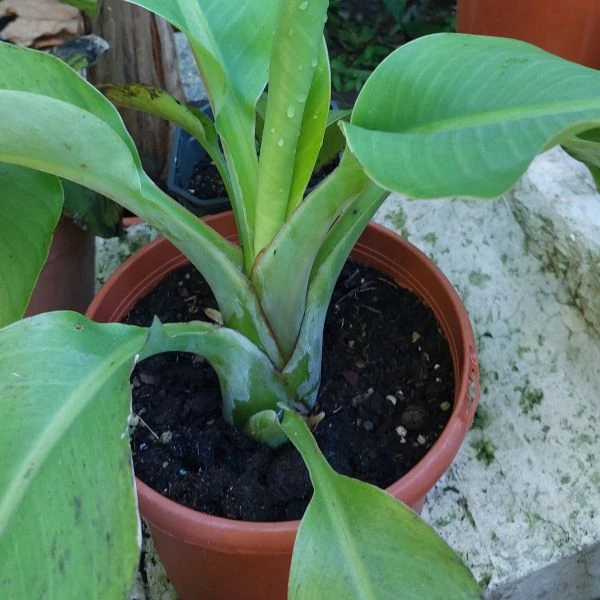 Зображення Енсета Леконгкієта - Ensete lecongkietii