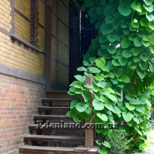 Изображение лиана