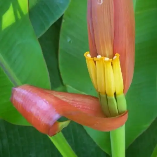 Изображение цветок и завязь