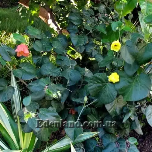 Зображення цвітучий кущ