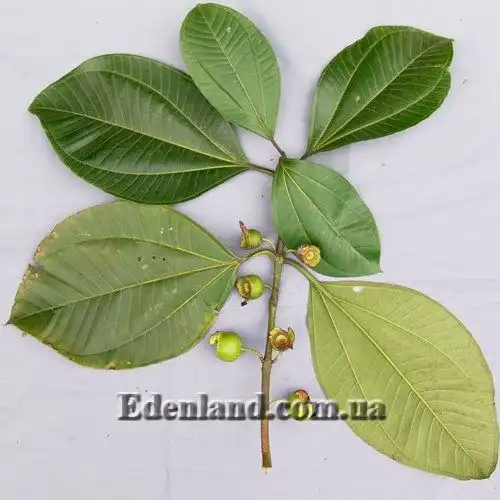 Изображение плоды и листья