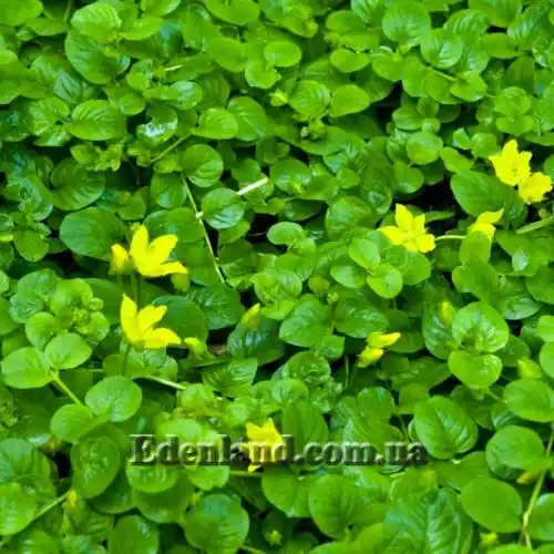 Изображение Лизимахия монетчатая - Lysimachia nummularia