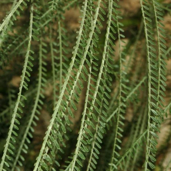 Зображення Паркінсонія шипувата - Parkinsonia aculeata 