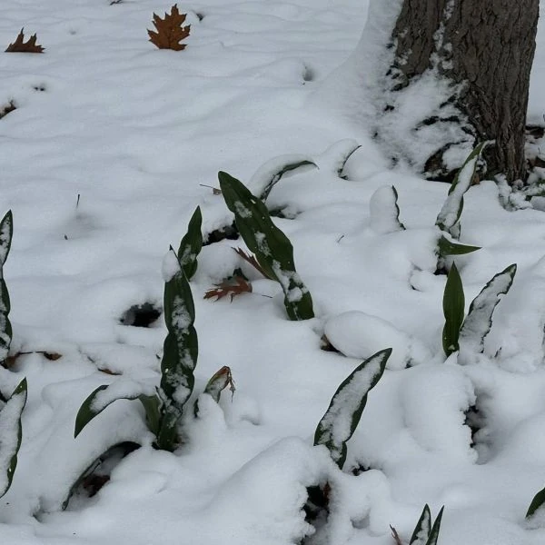 Зображення дворічні сіянці взимку в штаті Мічиган (зона 5)