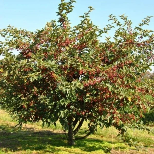 Изображение Яблоня Саржента - Malus sargentii  