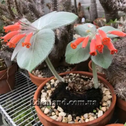 Зображення Синінгія Біловолоса - Sinningia leucotricha