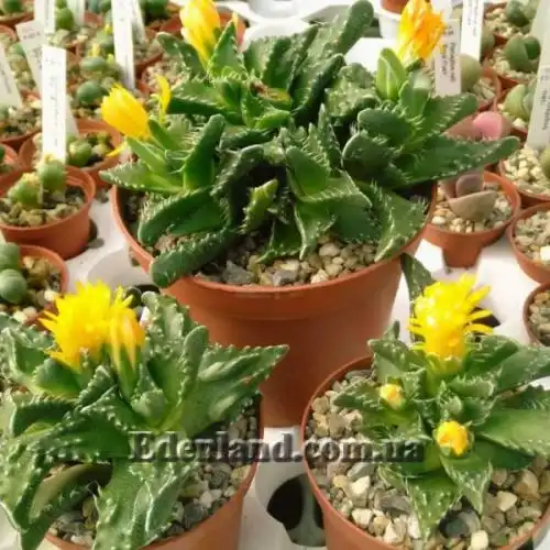 Изображение Фаукария тигриная - Faucaria tigrina 