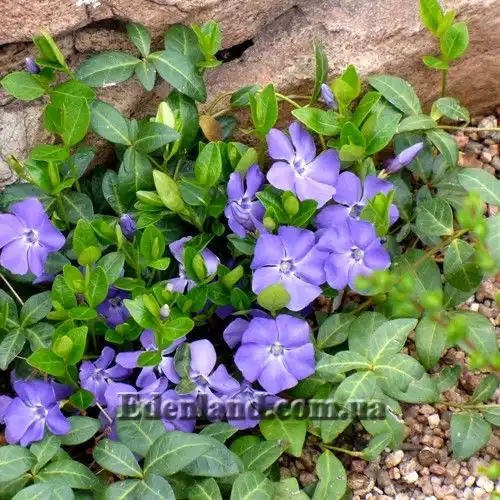 Изображение Винка минор (барвинок) - Vinca minor