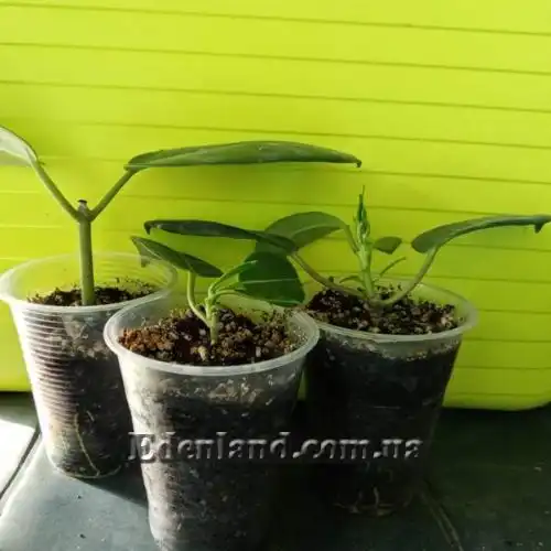 Изображение саженцы в продаже