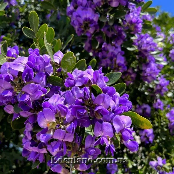 Зображення квітнення