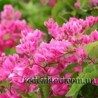 Зображення Антигонон тонкуватий