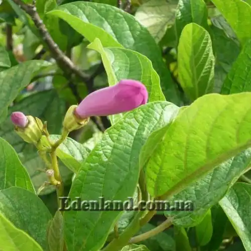 Зображення Делостома цільнолиста - Delostoma integrifolium