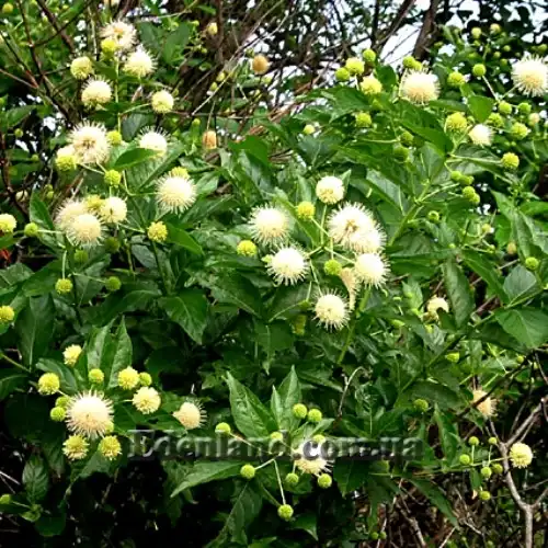 Зображення цветущий куст