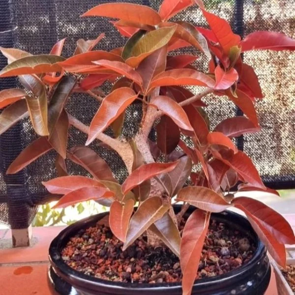 Зображення Фікус величезний - Ficus ingens 