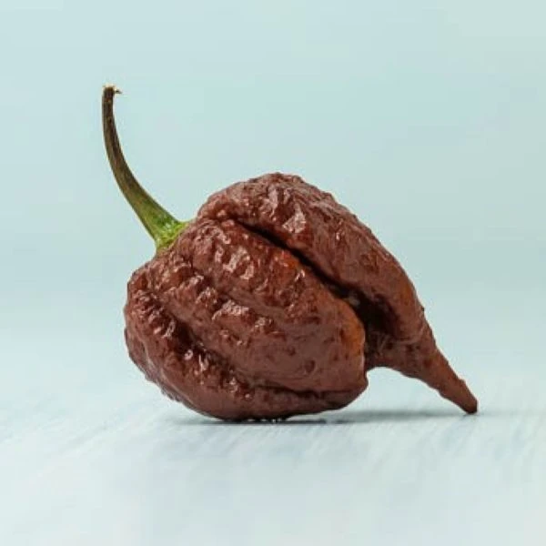 Перець Кароліна Ріпер шоколадний - Carolina Reaper Chocolate
