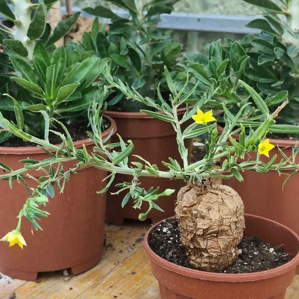 Зображення Талінум кафрський - Talinum caffrum  