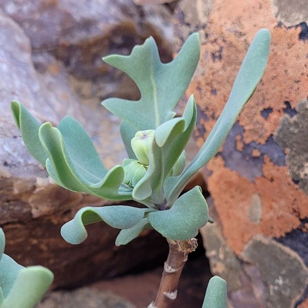 Зображення Отонна дуболиста - Othonna quercifolia