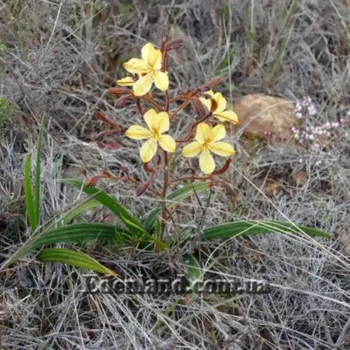 Изображение Вахендорфия метельчатая - Wachendorfia paniculata