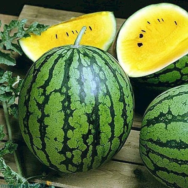 Изображение Арбуз Янусик